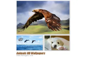 مجموعه پس زمینه دسکتاپ زیبا و با کیفیت HD از حیوانات - Animals HD Wallpapers