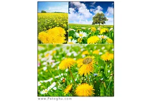 دانلود مجموعه ۴ تصویر استوک با عنوان Dandelions Field Stock Photo