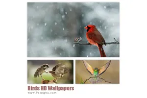 دانلود مجموعه پس زمینه زیبا و  باکیفیت با موضوع پرنده ها Birds HD Wallpapers