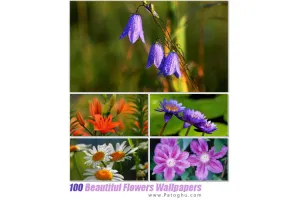 مجموعه والپیپر با کیفیت از گل های زیبا برای دسکتاپ Beautiful Flowers Wallpapers