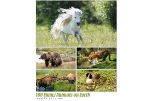 مجموعه بی نظیر تصاویر با کیفیت و جالب تصاویر حیوانات برای دسکتاپ Funny Animals on Earth