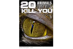دانلود مستند 20 حیوان کشنده جهان Animals That Will Kill You