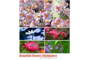 مجموعه 100 والپیپر با کیفیت بالا از گل ها Beautiful Flowers Wallpapers
