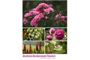 دانلود مجموعه والپیپر با کیفیت از گل ها برای دسکتاپ Desktop Background Flowers Collection