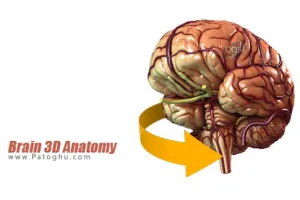 آناتومی سه بعدی مغز برای اندروید Brain 3D Anatomy v1.0.2