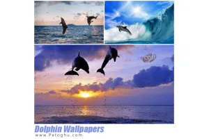 مجموعه تصاویر با کیفیت بالا از دلفین ها برای پس زمینه دسکتاپ Dolphin Wallpapers