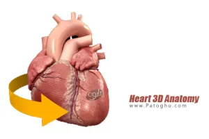 نرم افزار آناتومی سه بعدی قلب برای اندروید Heart 3D Anatomy v1.0.4