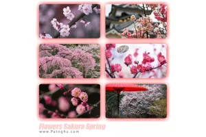 مجموعه بی نظیر از عکس شکوفه های بهاری برای پس زمینه دسکتاپ Flowers Sakura Spring