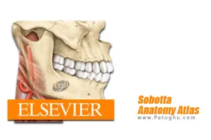 دانلود آناتومی کامل بدن انسان برای اندروید Sobotta Anatomy Atlas 2.10.6