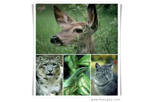 دانلود مجموعه عکس حیوانات با کیفیت بالا