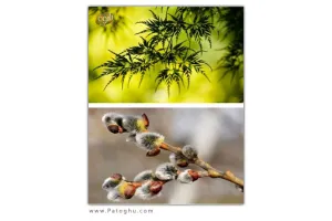 مجموعه عکس های زیبا و باکیفیت HD با موضوع طبیعت برای دسکتاپ