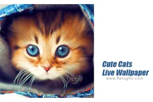دانلود Cute Cats Live Wallpaper 4.1 والپیپر زنده گربه های بامزه برای اندروید