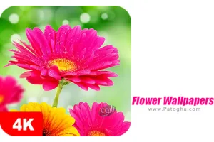 دانلود 1.0.1 1000+ Flower Wallpapers مجموعه والپیپر گل برای اندروید