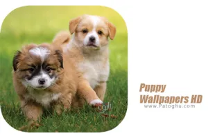 دانلود 2.0 Puppy Wallpapers HD برنامه عکس پس زمینه سگ hd برای اندروید