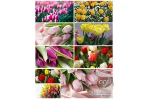 مجموعه بسیاز زیبا از والپیپر گل های بسیار زیبا