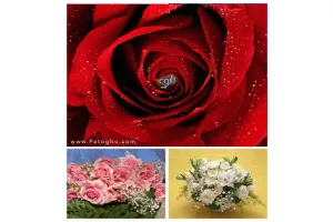 دانلود عکس پس زمینه گل رز برای دسکتاپ کامپیوتر - Roses Flower Wallpapers