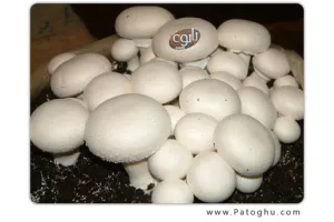 دانلود رایگان پروژه کار آفرینی پرورش قارچ