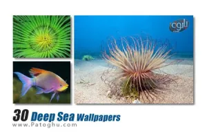 مجموعه ۳۰ تصویر زمینه دیدنی زیبا و کیفیت بالای موجودات دریایی