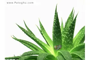 دانلود کتاب بانک دارویی گیاهان