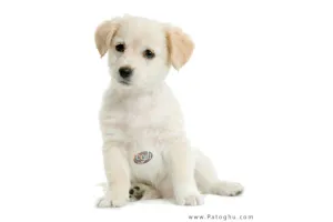 دانلود بازی جدید و زیبای سگ سخنگو مخصوص سیمبیان موبایل - Puppy Talk