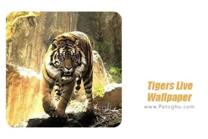 دانلود والپیپر زنده ببر ها برای اندروید Tigers Live Wallpaper 6.0